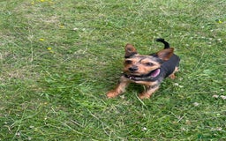 Mixed Breed dogs for sale: Yorki Puppies available from 21/12/25 - Advert 6