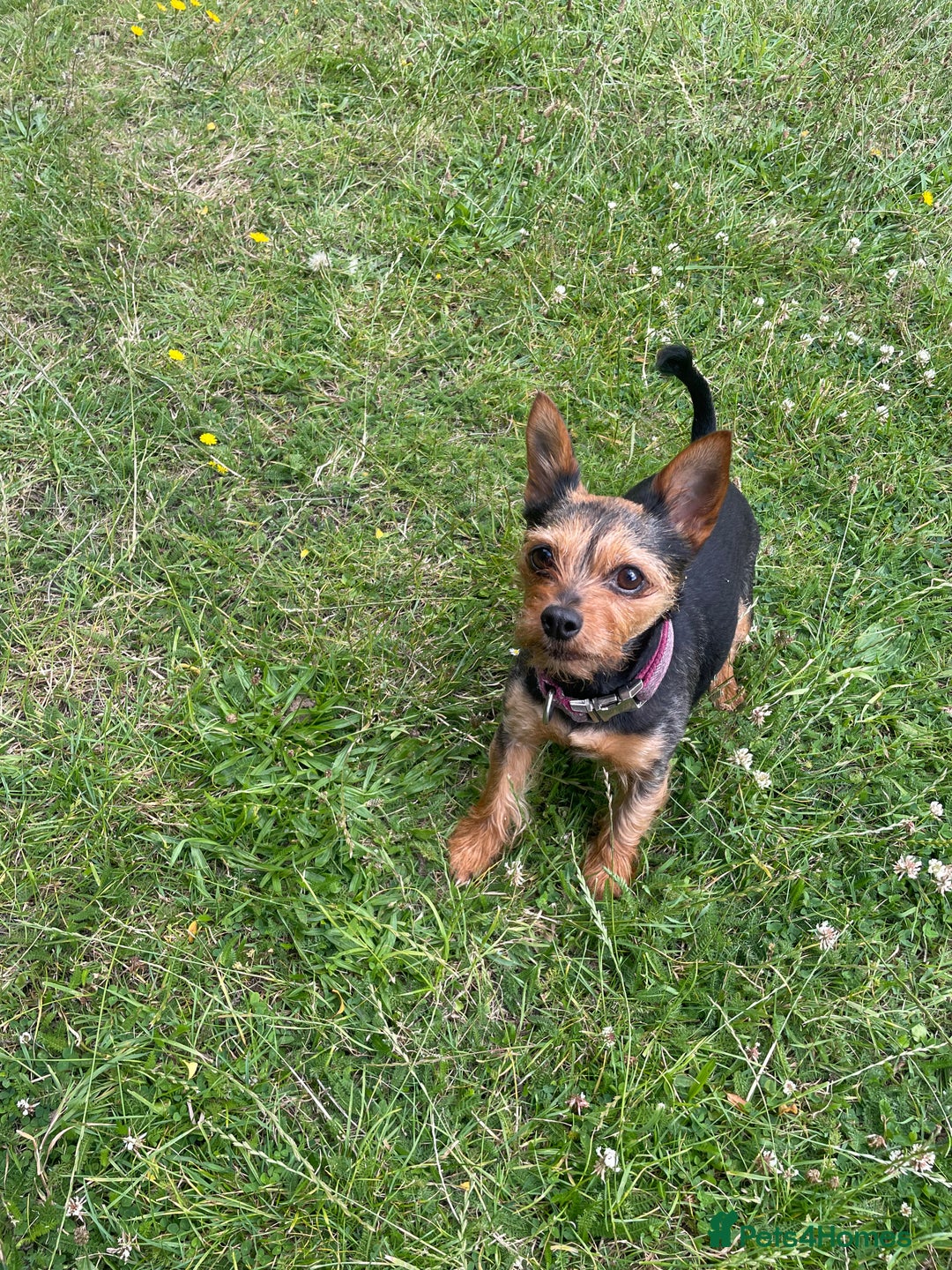 Mixed Breed dogs for sale: Yorki Puppies available from 21/12/25 - Advert 6