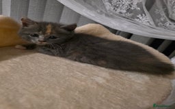 Mixed Breed cats for sale: Red point Ragdoll X Blue British Shorthair - Image 6