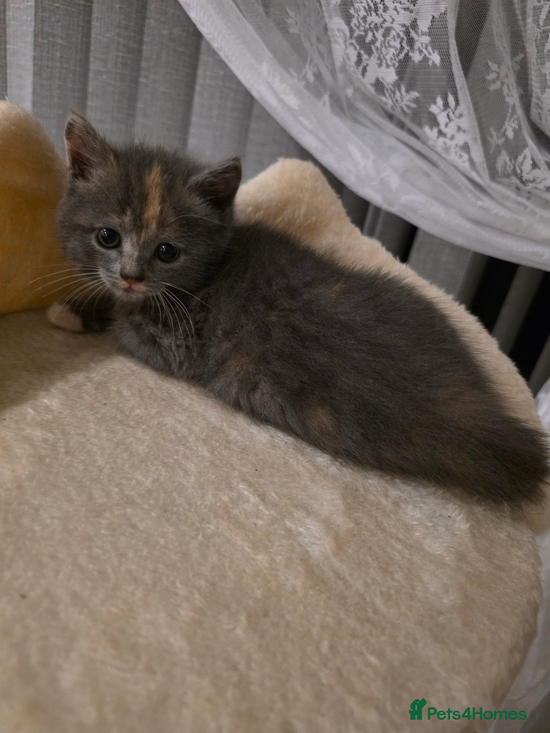 Mixed Breed cats for sale: Red point Ragdoll X Blue British Shorthair - Image 6