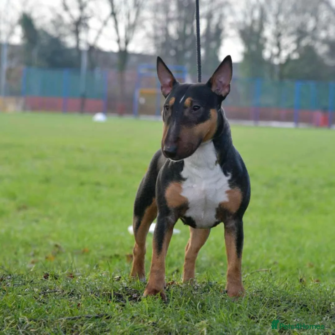 Miniature Bull terrier dogs for sale: MinatureBullTerrier Pups HealthTested TopPedigree in Preston - Advert 10