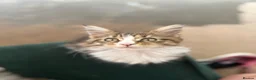 Maine Coon cats for sale: Stunning Maine Coon Kittens looking for 5⭐️ homes - Advert 13