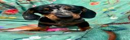 Miniature Dachshund dogs for sale: Gorgeous kaninchen/miniature puppies - Advert 3