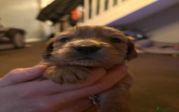 Cockapoo dogs for sale: Stunning litter of cockapoos  - Advert 28