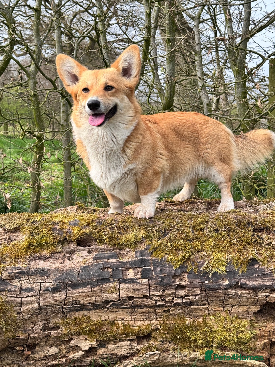 Welsh Corgi Pembroke dogs for sale: PEMBROKE CORGI PUPPIES DUE - WAITING LIST OPEN - Image 2