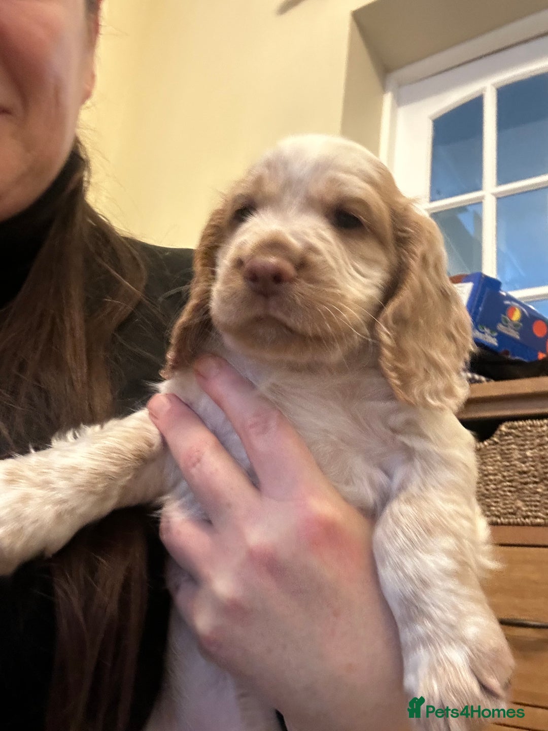 Cocker Spaniel dogs for sale: Two very beautiful boys ❤️❤️ - Advert 2