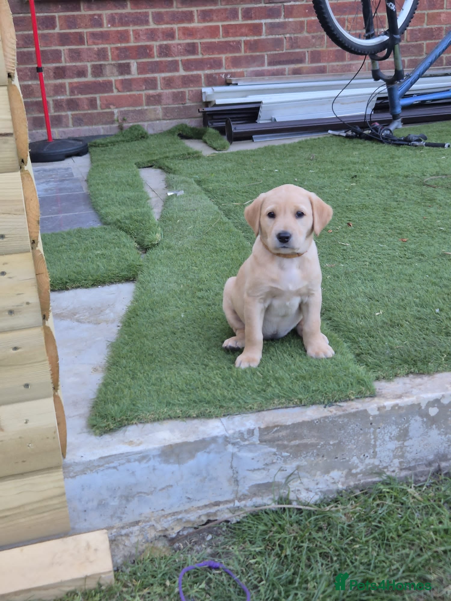 Labrador Retriever dogs Labrador retriever KC registered puppies - Advert 2