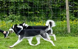 Siberian Husky dogs for sale: Kc reg Siberian husky pups due end of sept  - Image 5
