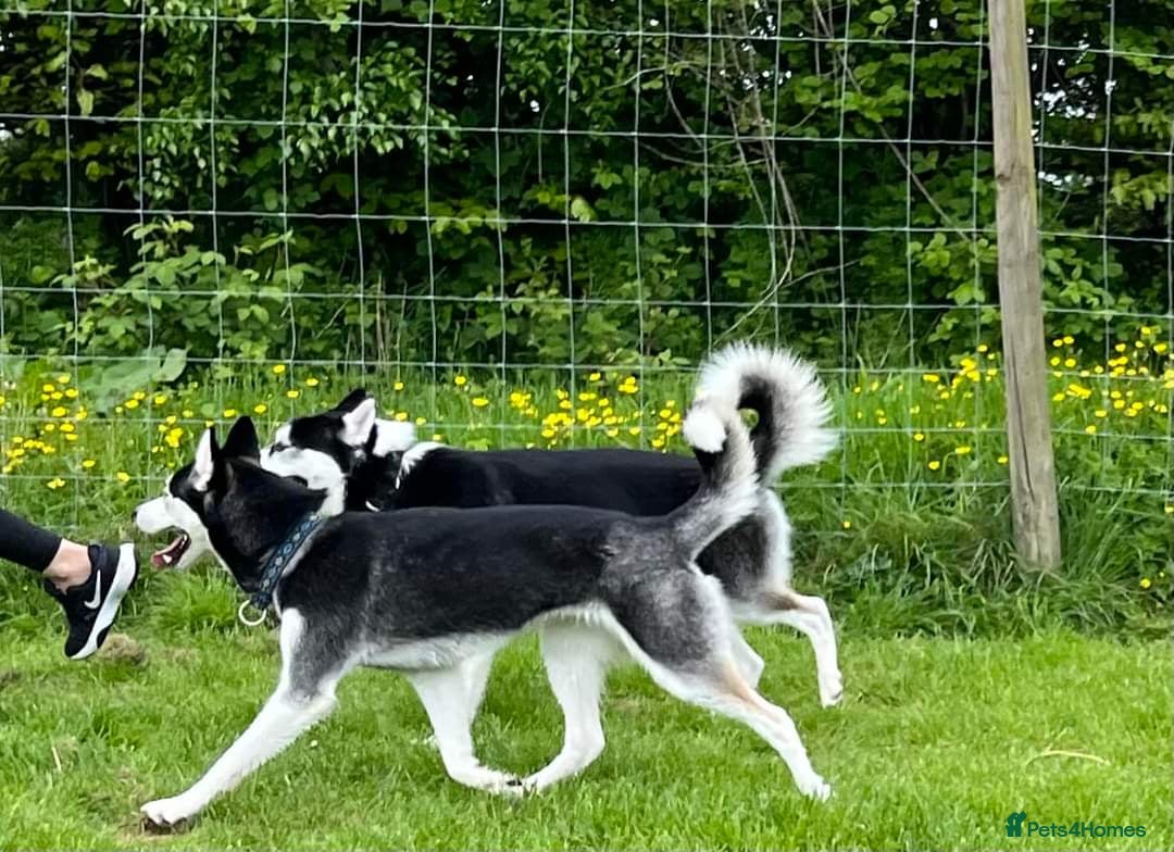 Siberian Husky dogs for sale: Kc reg Siberian husky pups due end of sept  - Image 5