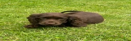 Cocker Spaniel dogs for sale: Cocker spaniel puppies for sale in ELY - Advert 7
