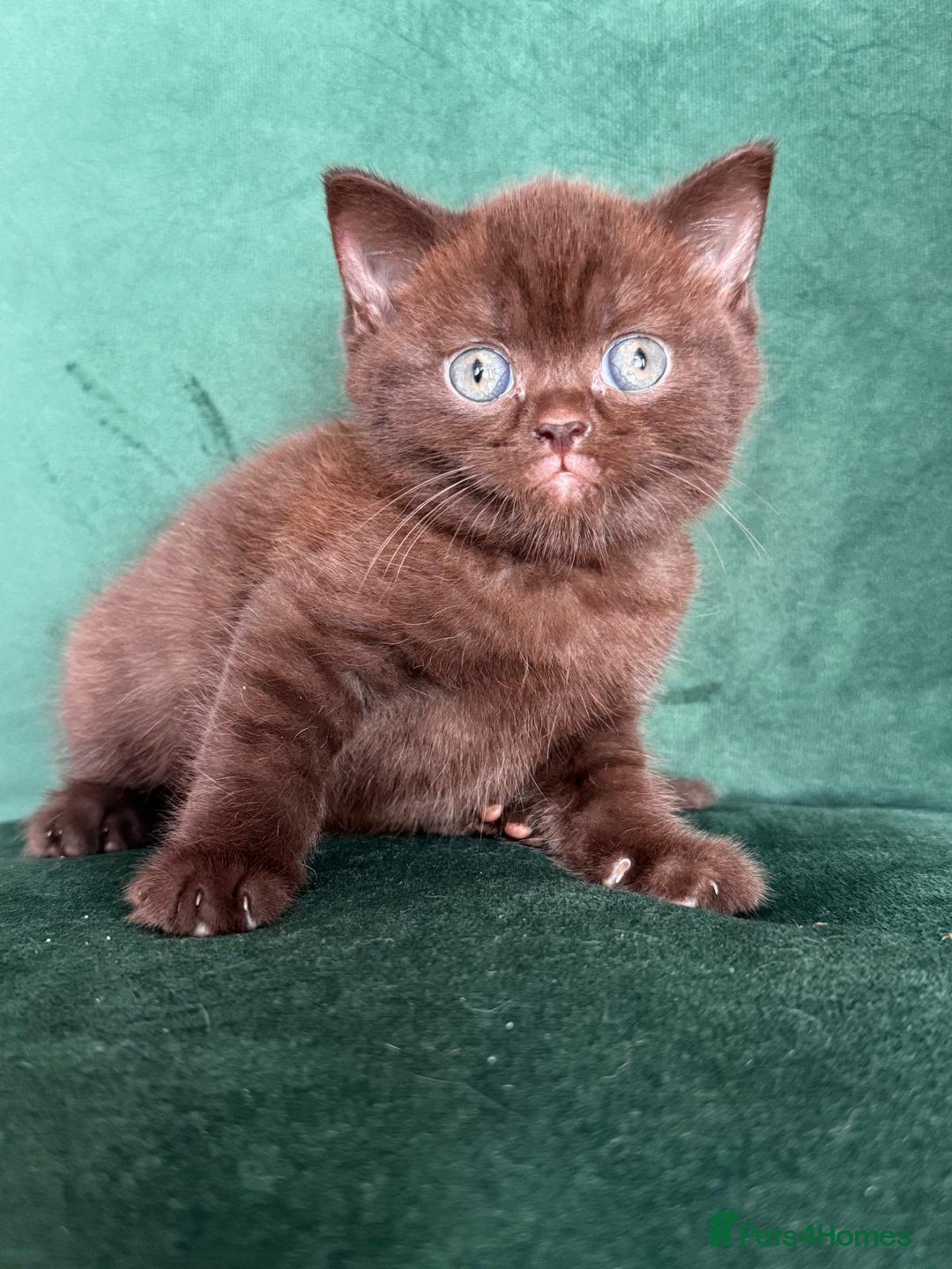 British Shorthair cats for sale: All have an new home  ❤️‍🔥💝  - Image 13