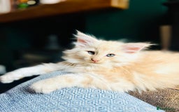 Norwegian Forest Cat cats for sale: Full FIFe pedigree Norwegian Forest Kittens  in Normanton - Image 5