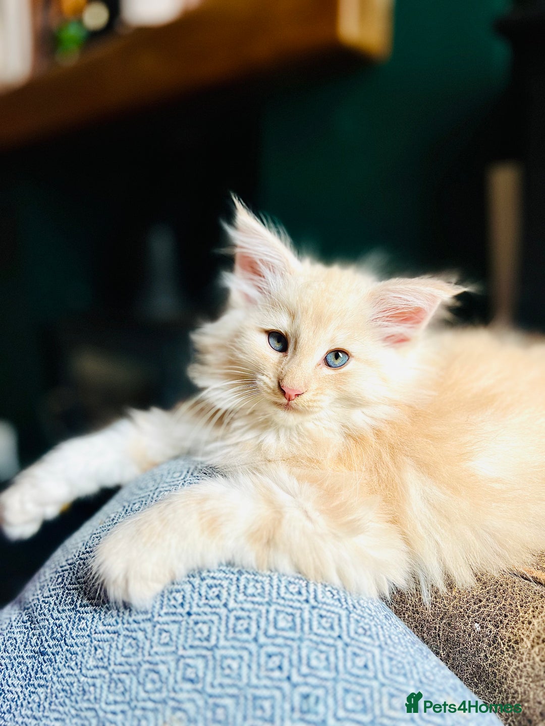 Norwegian Forest Cat cats for sale: Full FIFe pedigree Norwegian Forest Kittens  in Normanton - Image 5