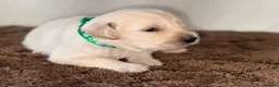 Golden Retriever dogs for sale: 🐾✨BEAUTIFUL GOLDEN RETRIEVER PUPS 🐾✨ in Maidstone - Advert 5