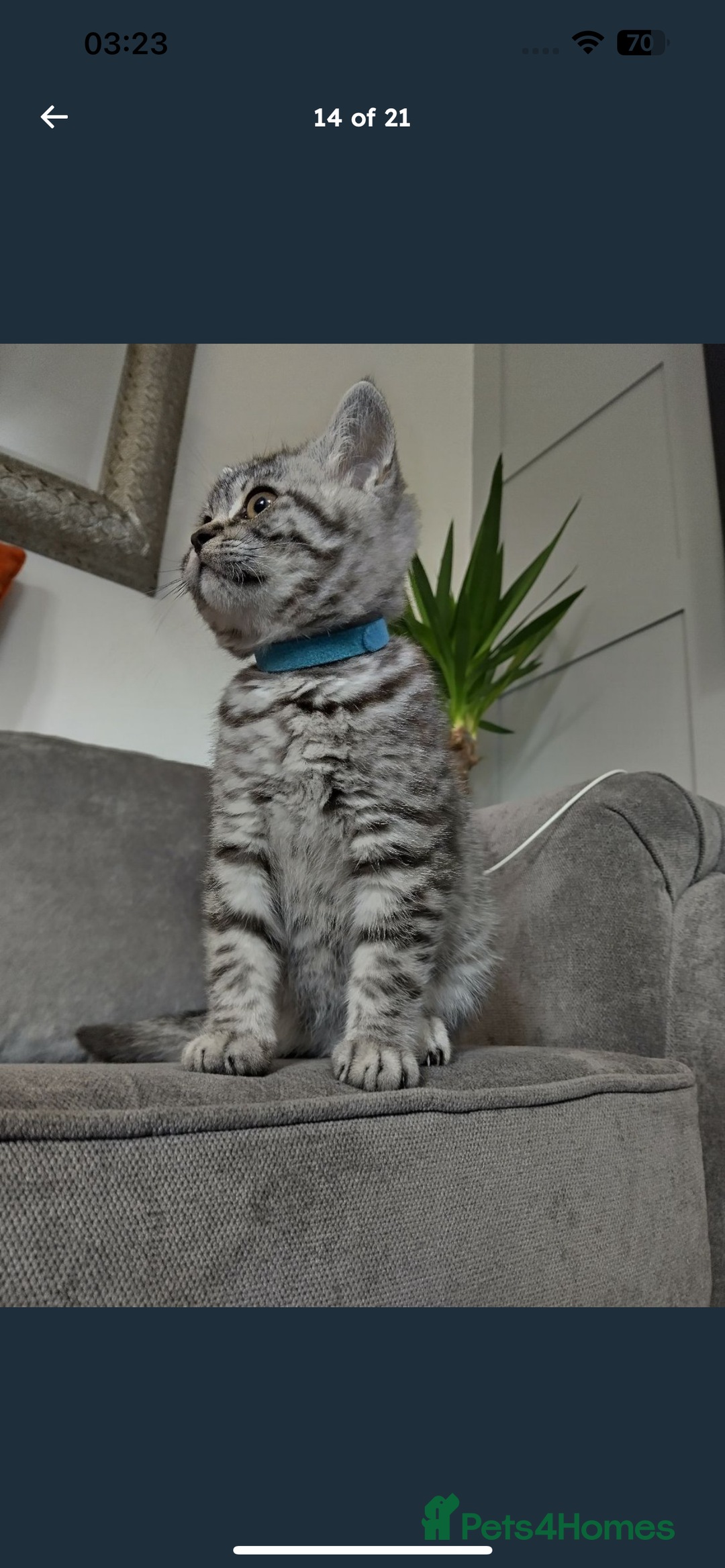 British Shorthair cats for sale: BSH Male Tripod Kitten  - Image 6