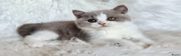 British Shorthair cats for sale: Gorgeous loving purr machines  - Advert 16