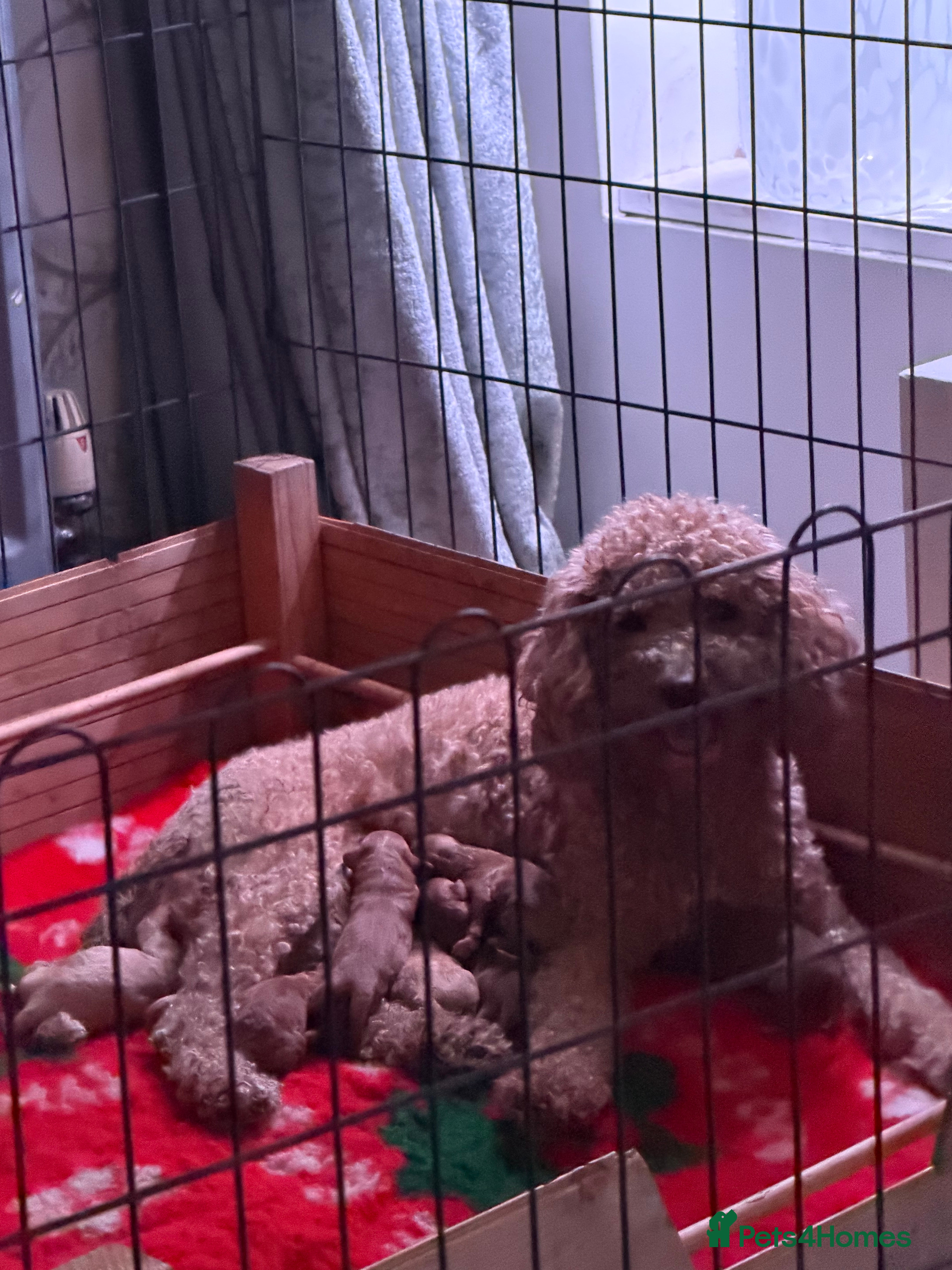 Cavapoo dogs 8 x cavapoo F1B puppies  - Advert 9