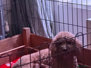 Cavapoo dogs 8 x cavapoo F1B puppies - Advert 5