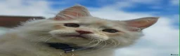 Maine Coon cats for sale: THIS LITTER ALL SOLD😸😸😸NEXT LTTER AUGUST 2026 - Advert 6