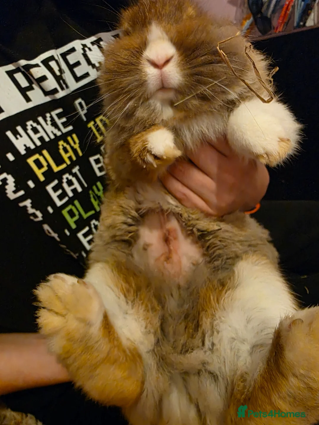 Lionhead rabbits for sale: 1 year old Lionhead called Daisy  in Boston - Advert 2