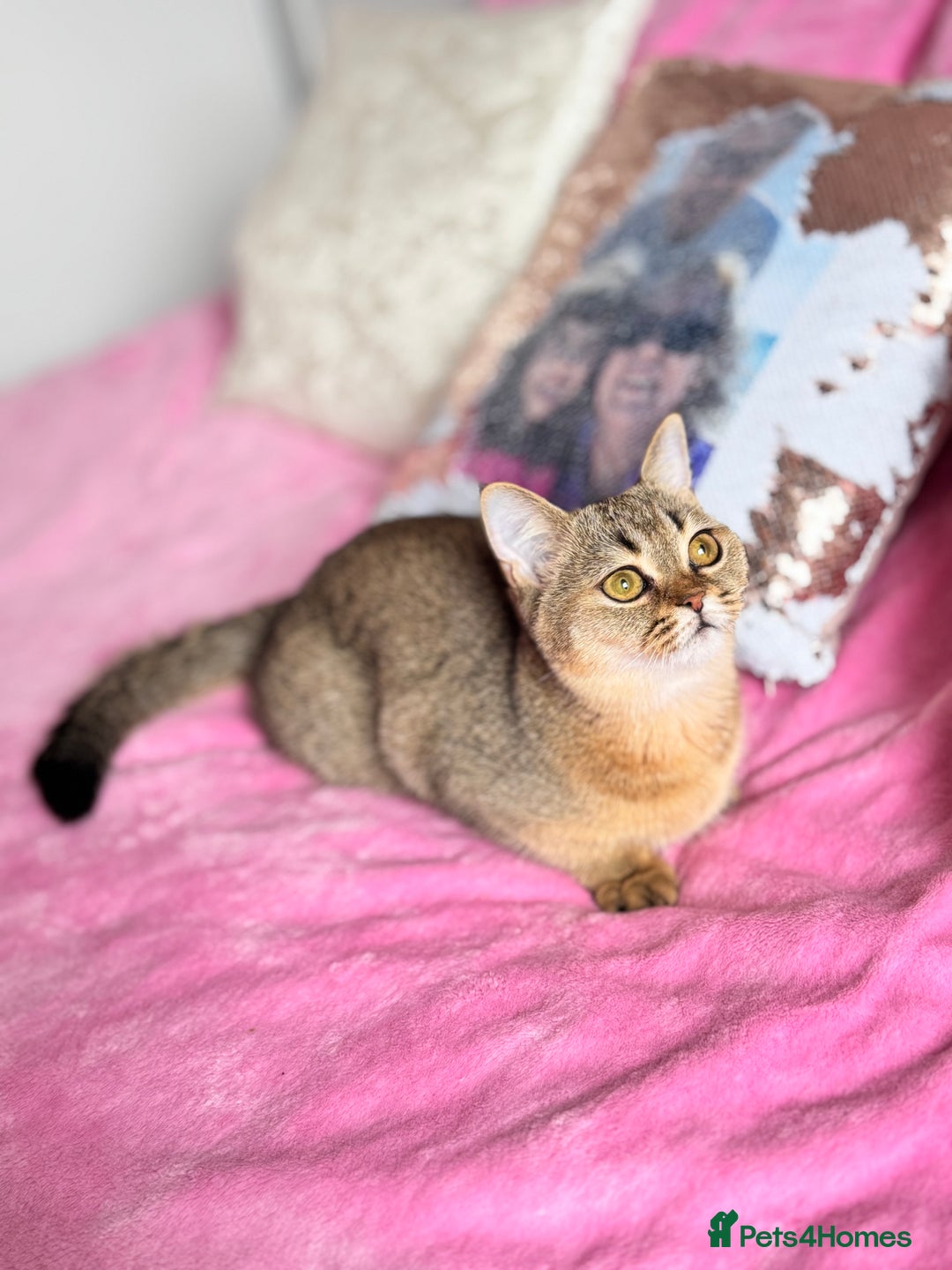 Scottish Fold cats for sale: Show quality straight girl - Advert 6