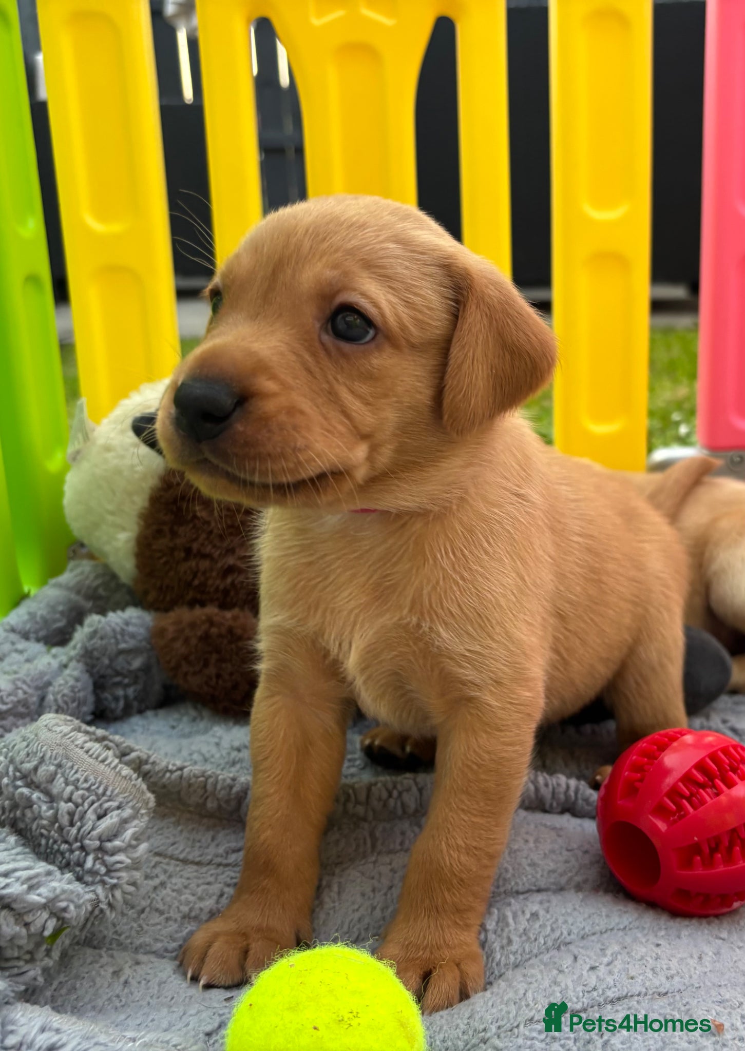 Labrador Retriever dogs Beautiful Red/Yellow KC Labrador puppies  - Advert 2
