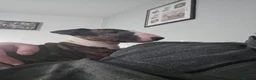 English Bull Terrier dogs for sale: Kc reg brindle white male English bull terrier - Advert 6
