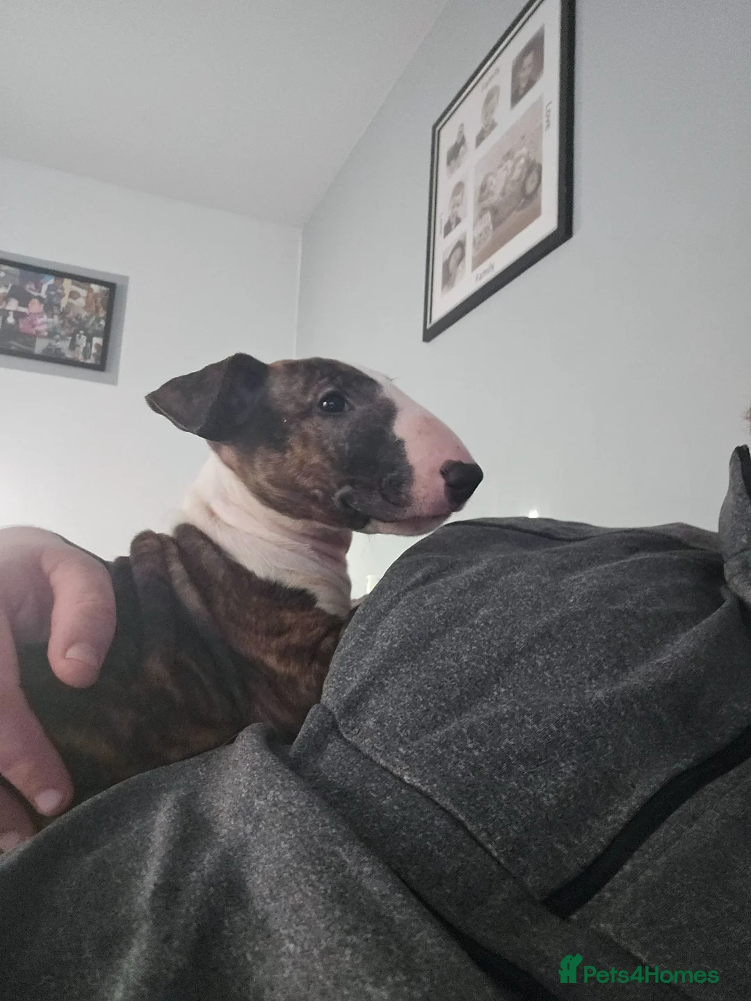 English Bull Terrier dogs for sale: Kc reg brindle white male English bull terrier - Advert 6