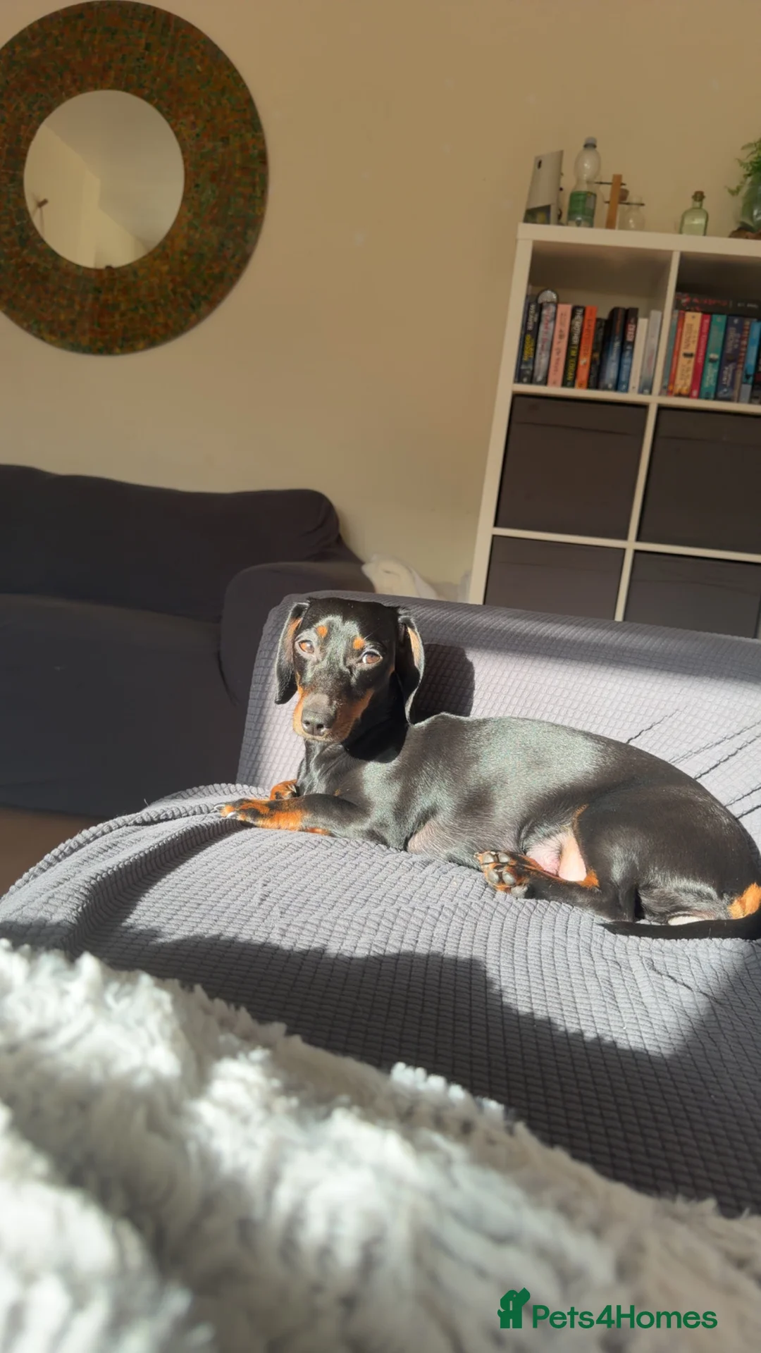 Miniature Dachshund dogs for sale: Miniature Dachshunds  - Advert 2