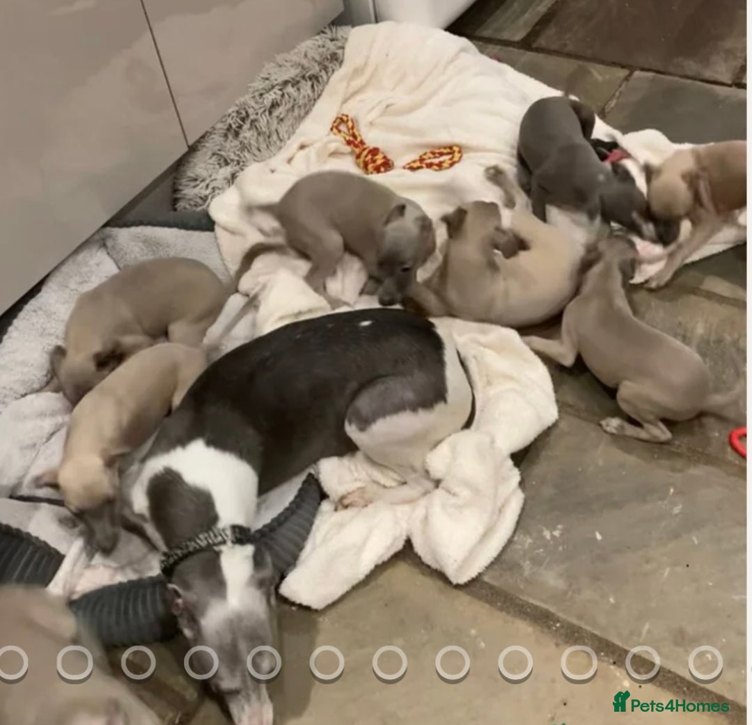 Mixed Breed dogs for sale: Italian Greyhound X, 9 week old girl 🎀🐾🐕 - Advert 3