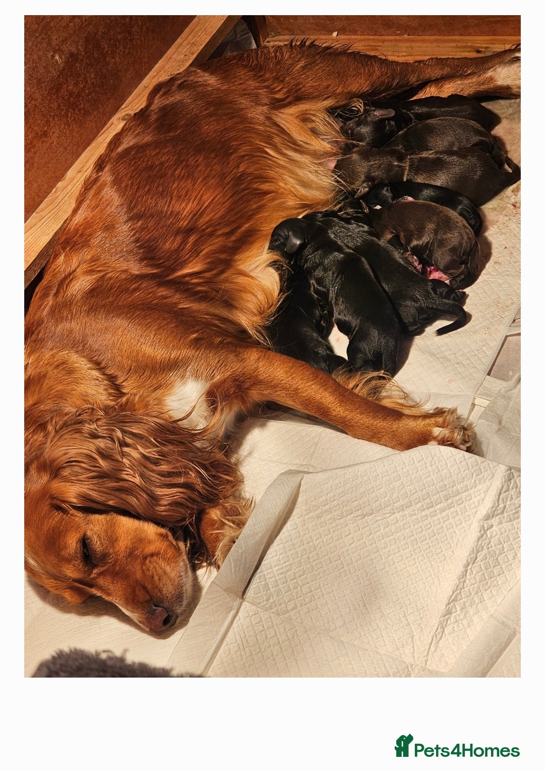 Cocker Spaniel dogs for sale: Cocker spaniel puppies  - Image 4