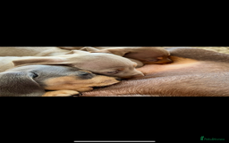 Miniature Dachshund dogs for sale: Beautiful litter of KC reg miniature dachunds  - Image 4