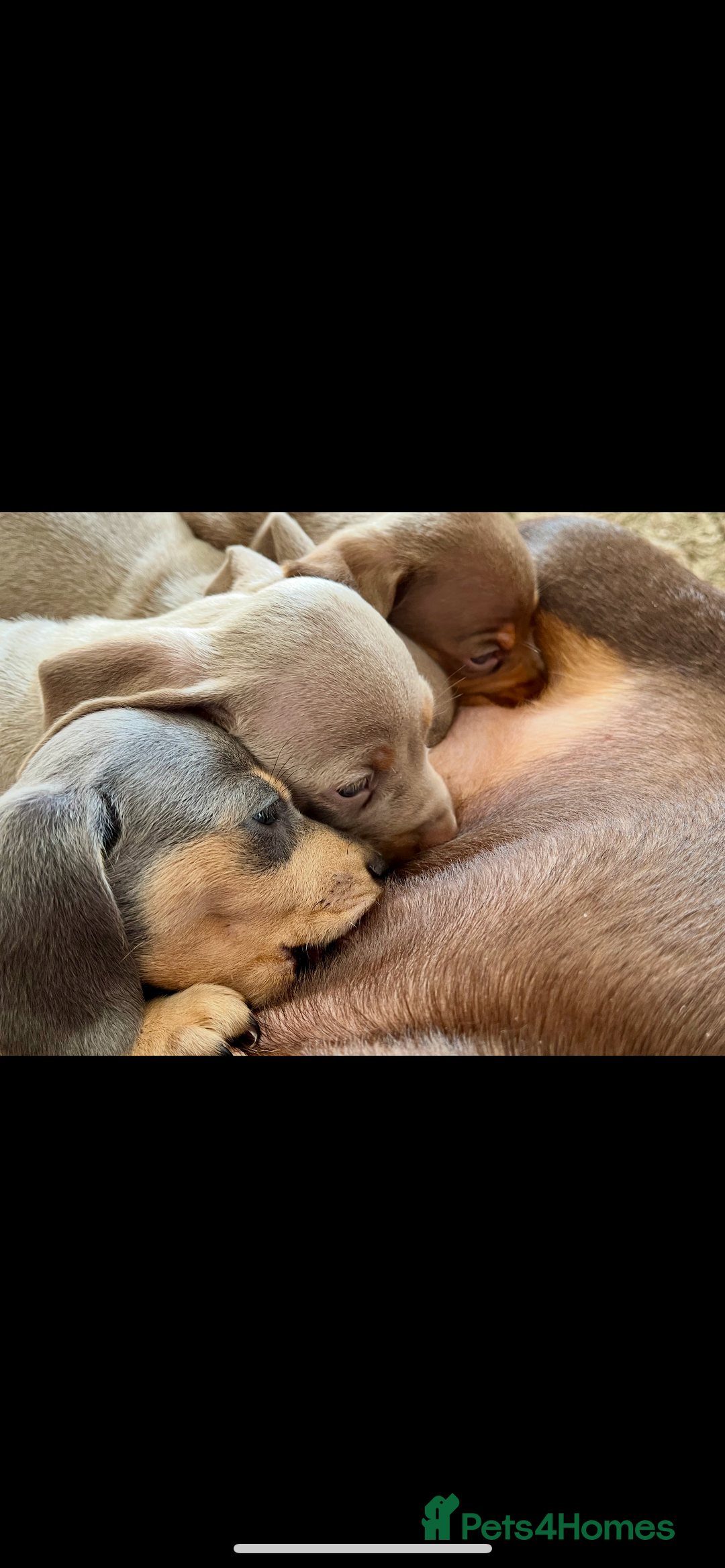 Miniature Dachshund dogs for sale: Beautiful litter of KC reg miniature dachunds  - Image 4