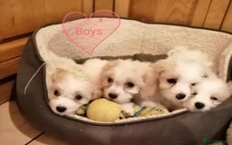 Cavachon dogs for sale: Cavachon Puppies - Image 29