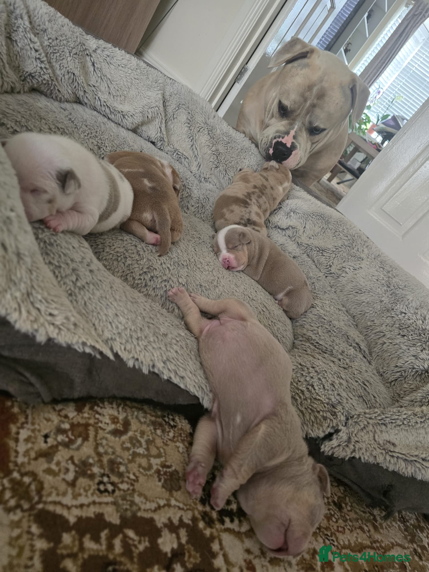 American Bully dogs Exclusive ABKC Pocket Bullys - Champ Bloodlines - Advert 2