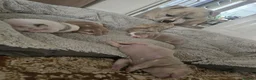 American Bully dogs for sale: Exclusive ABKC Pocket Bullys - Champ Bloodlines - Advert 1