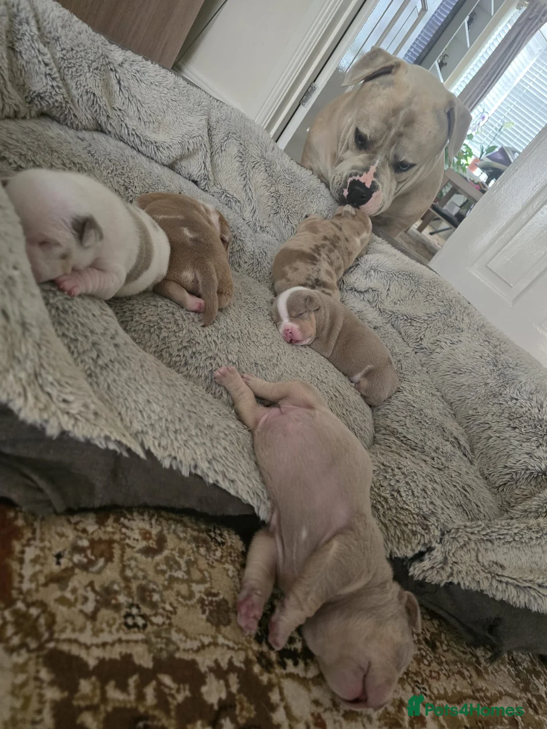 American Bully dogs for sale: Exclusive ABKC Pocket Bullys - Champ Bloodlines - Advert 1