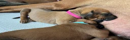 Rhodesian Ridgeback dogs for sale: Outstanding Rhodesian Ridgeback puppies ready 4wk - Advert 25