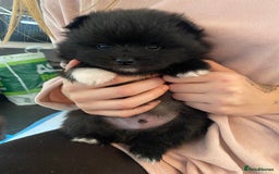 Mixed Breed dogs for sale: Pomspitz super fluffy babies  - Image 1