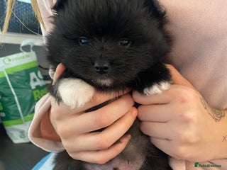 Mixed Breed dogs - Advert 7