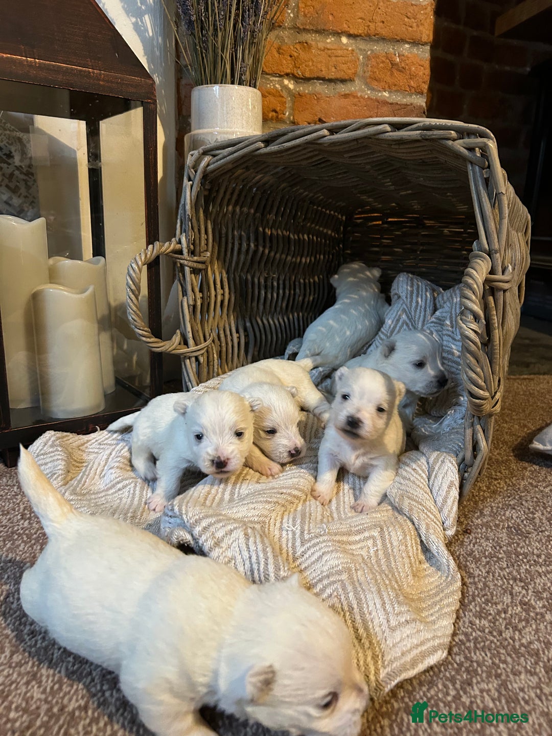 West Highland Terrier dogs for sale: BEAUTIFUL KC WESTIE PUPPIES - Advert 2