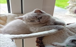 British Shorthair cats for sale: Gorgeous British short-hair kittens  - Image 13