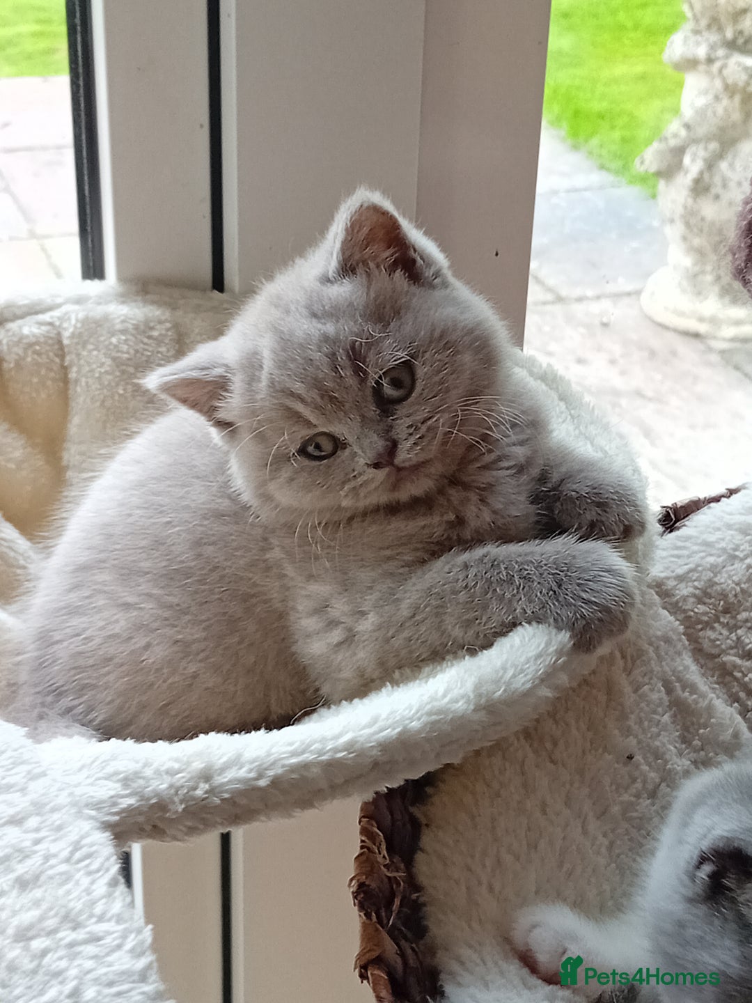 British Shorthair cats for sale: Gorgeous British short-hair kittens  - Image 13