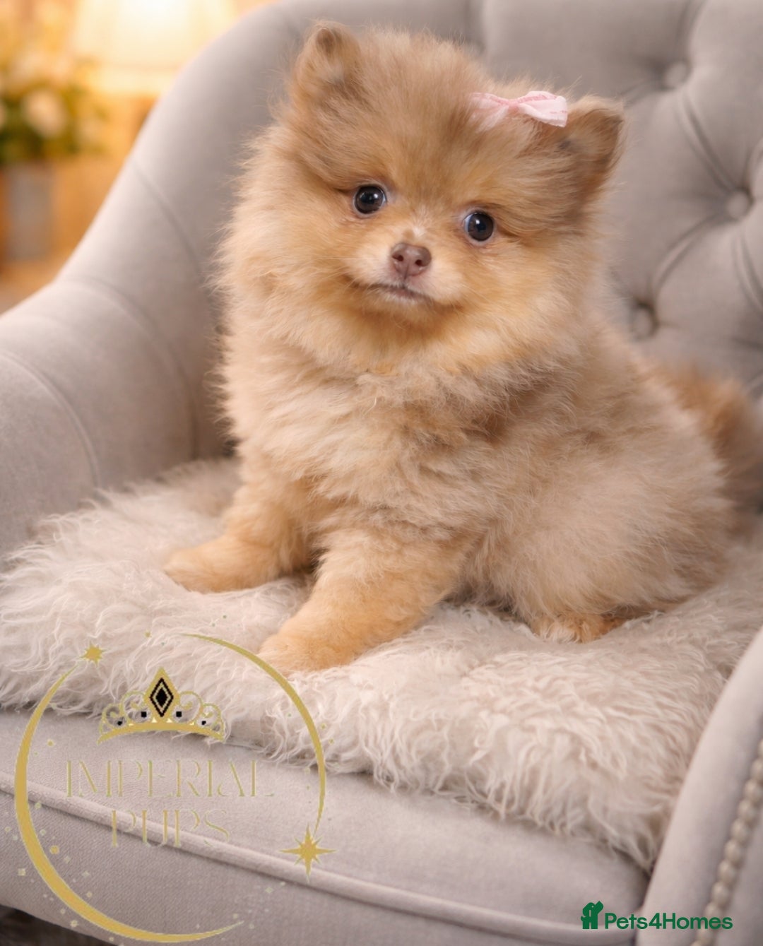 Pomeranian dogs for sale:  KC chocolate lilac merle tan girl teddy face - Advert 5