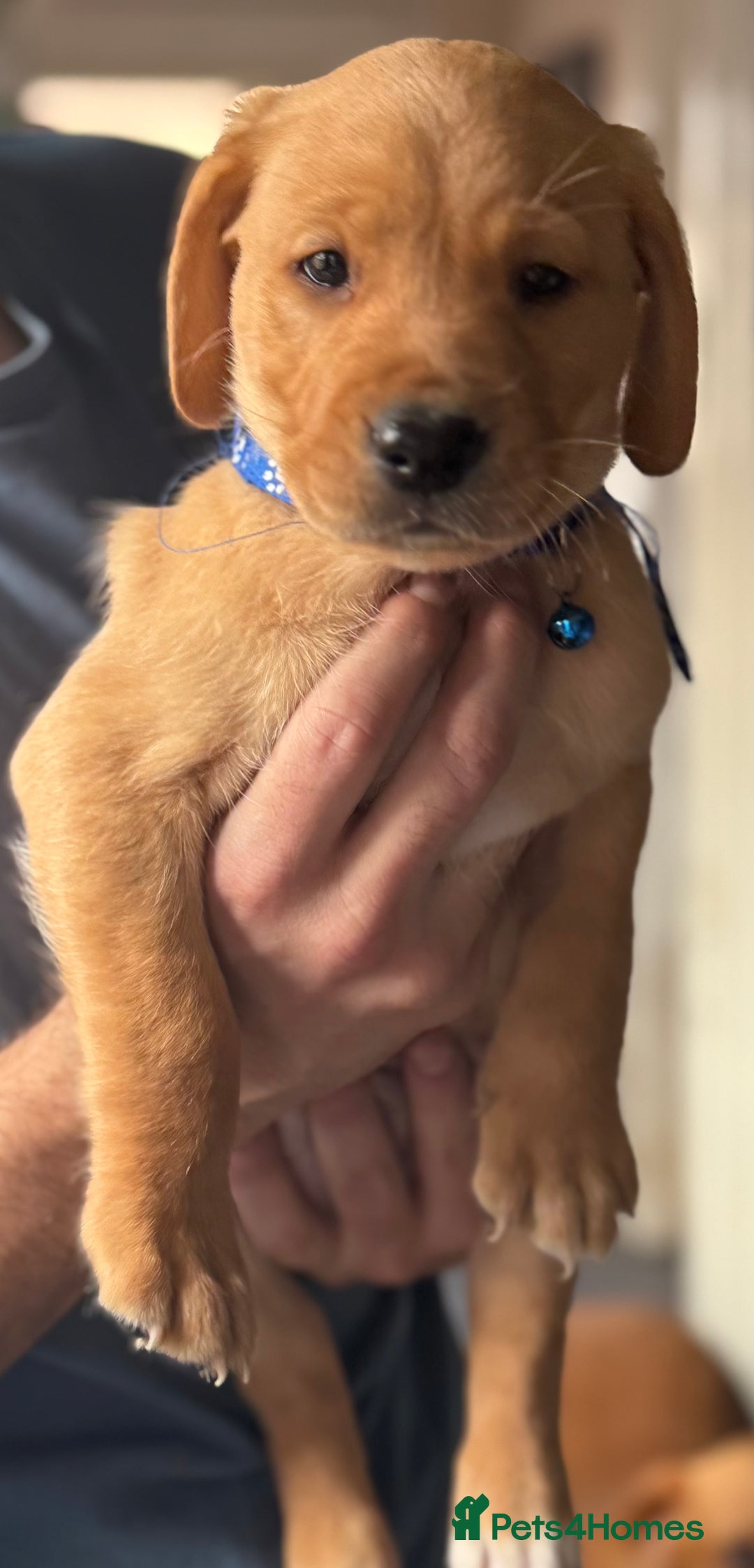 Labrador Retriever dogs for sale: Labradors fox red  - Advert 4