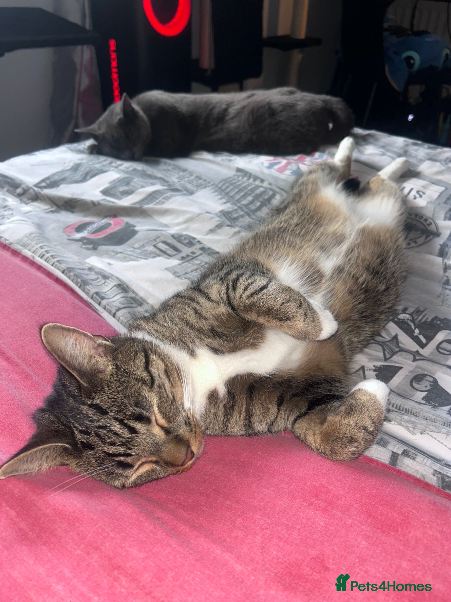 Mixed Breed cats Bruno gorgeous boy  - Advert 1