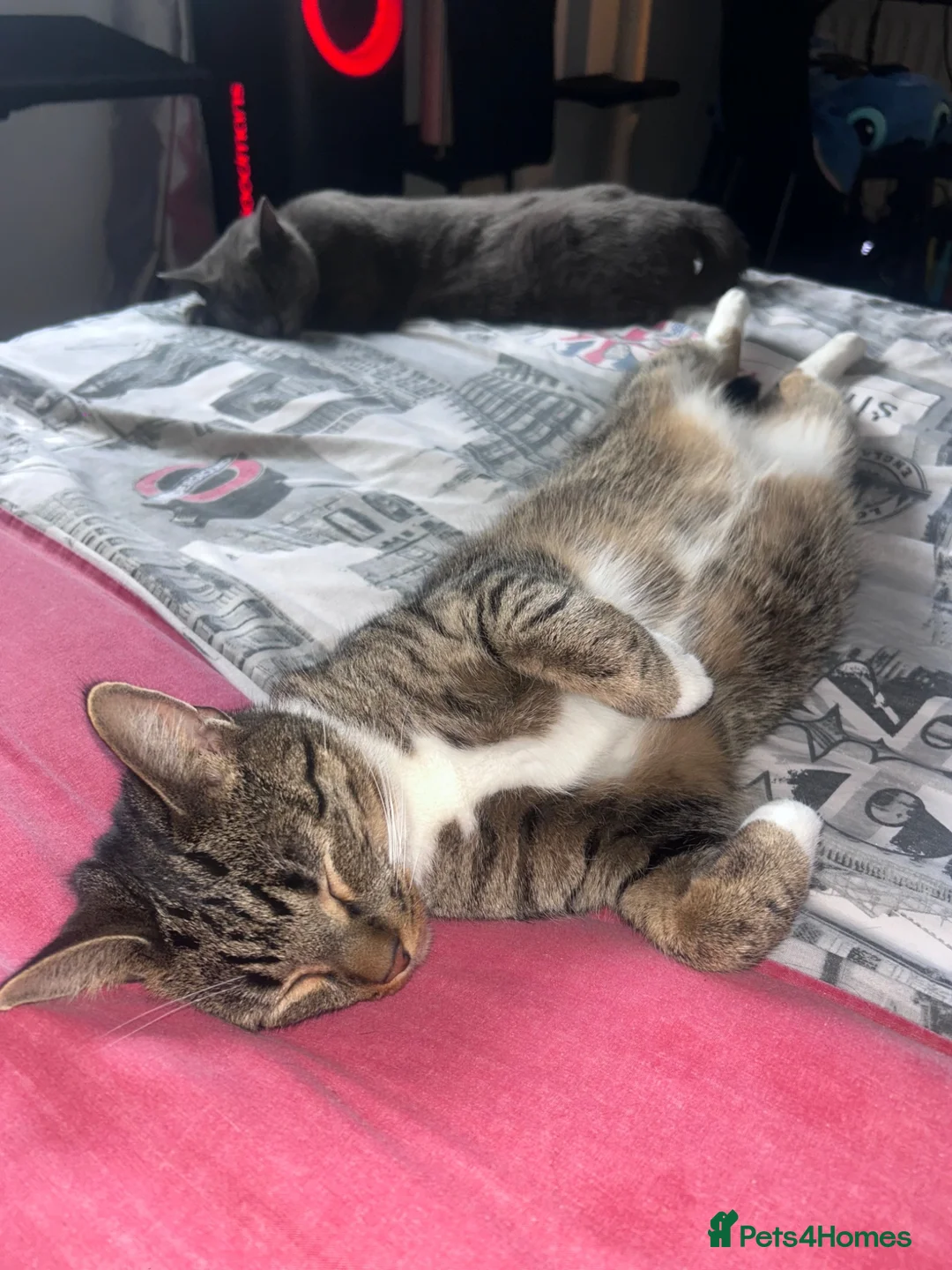 Mixed Breed cats for sale: Bruno gorgeous boy  in Middlesbrough - Advert 1