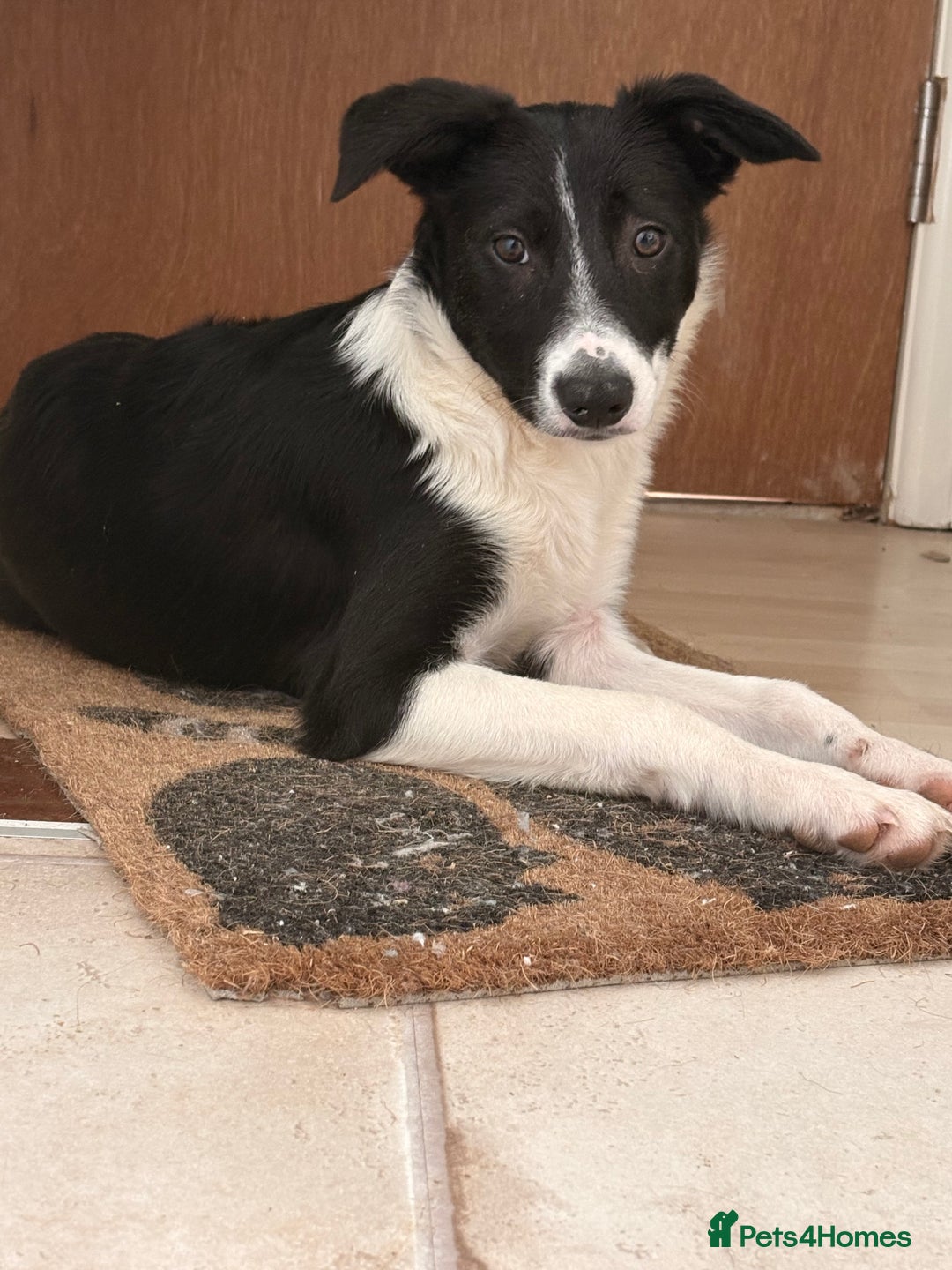 Border Collie dogs for sale: Yuki (available asap) - Image 5
