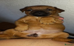 Patterdale Terrier dogs for sale: PATTERDALE TERRIER SMOOTH HAIRED MOTHER  - Image 32