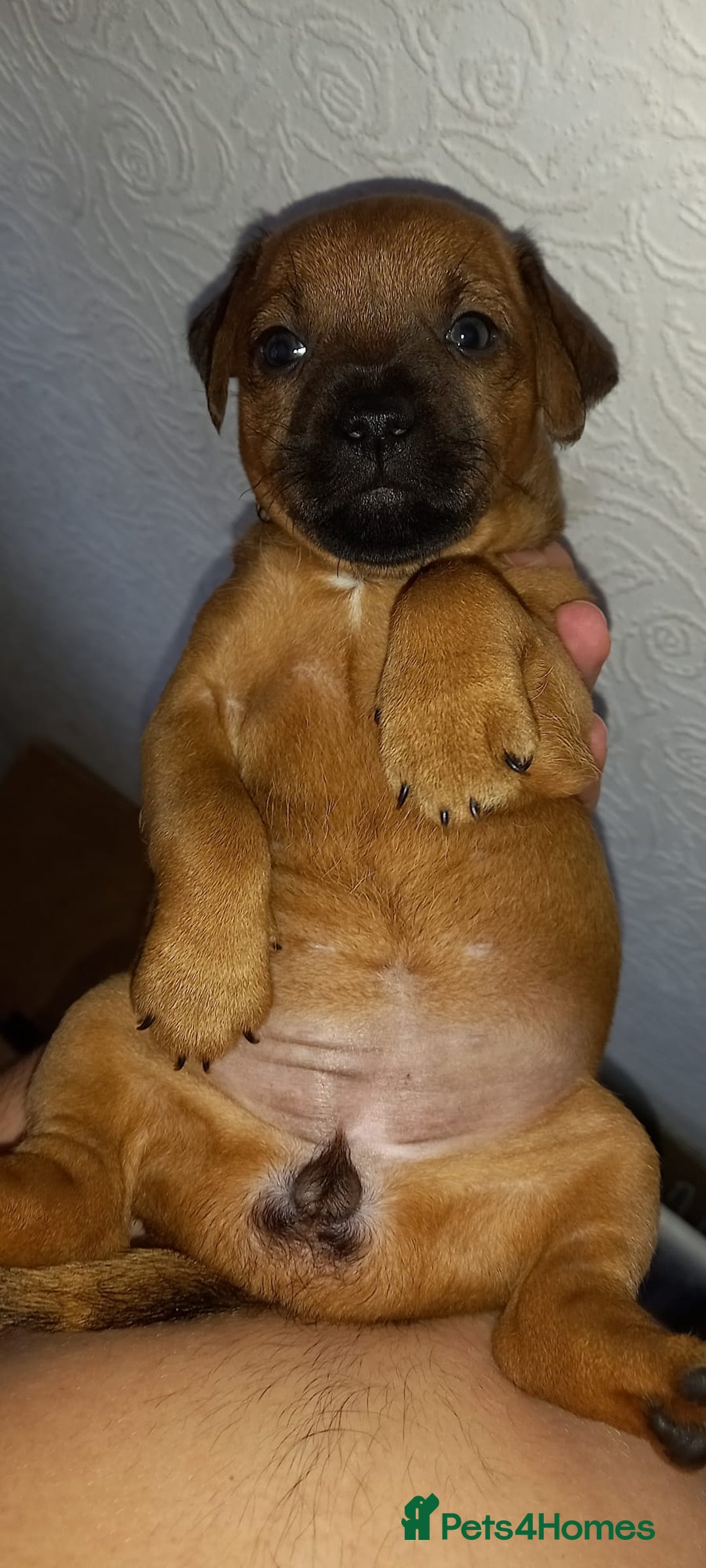Patterdale Terrier dogs for sale: PATTERDALE TERRIER SMOOTH HAIRED MOTHER  - Image 32